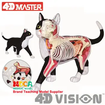 4D MEISTRAS Anatomijos Modelis Juodos ir Baltos Katės Įspūdį Surinkimo Žaislas Modeliavimas Gyvūnų Biologinių Organų Medicinos Mokymo